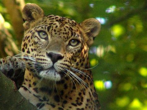 Jungle Animals Animal Facts Encyclopedia