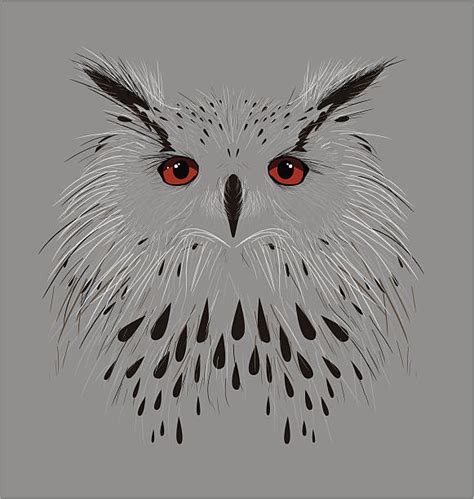 Best Black And White Owl Illustrations Royalty Free