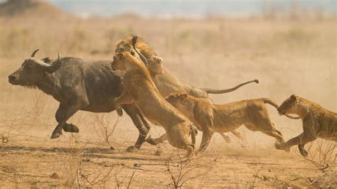 Gut gebrüllt: 13 erstaunliche Fakten über Löwen - WWF Blog