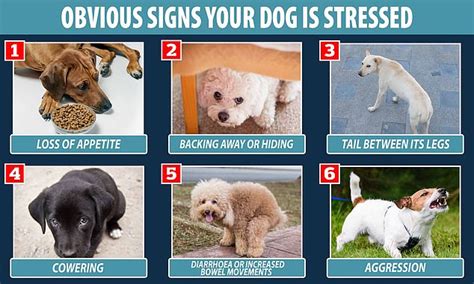 Vets Reveal The Subtle Signs That Your Dog Might Be Stressed Big