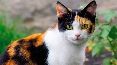 Different Types Of Calico Cats Pictures And Facts