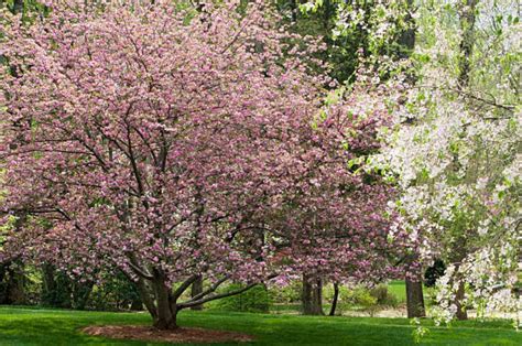 Pink Dogwood Tree for Sale | The Basics — PlantingTree