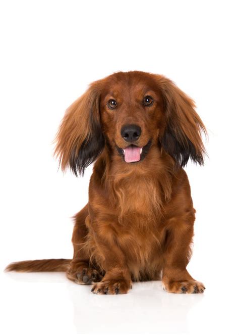 Everything You Need To Know About Managing A Long Haired Dog Lucky