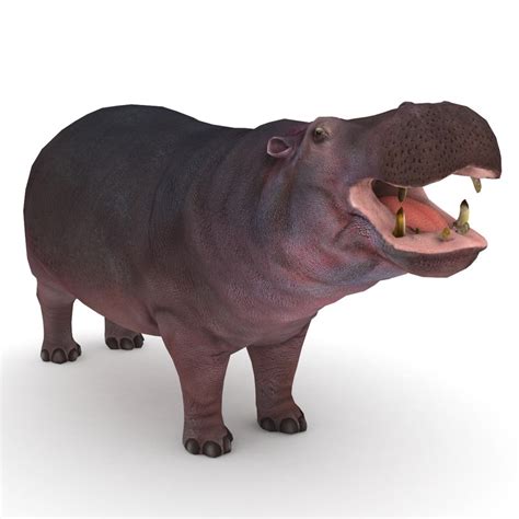 Hippopotamus Hippo 3d Model Turbosquid 1431442
