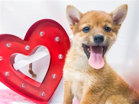 Why buy a shiba inu puppy for sale if you can adopt and save a life? Shiba Inu-DOG-Male-Sesame-2606448-Petland Wichita, KS