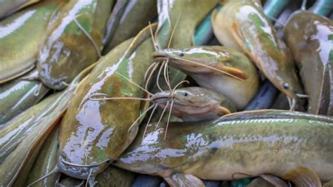 Makanan ikan keli untuk cepat besar | penternakan ikan keli. Cara Ternak Lele - Pembuatan Kolam, Benih Ikan, Pakan ...