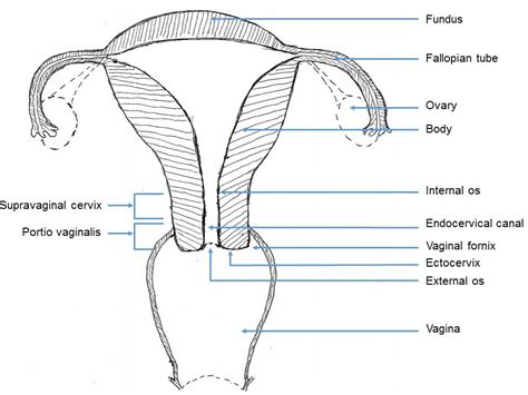 Internal Cervical Os Model Canal