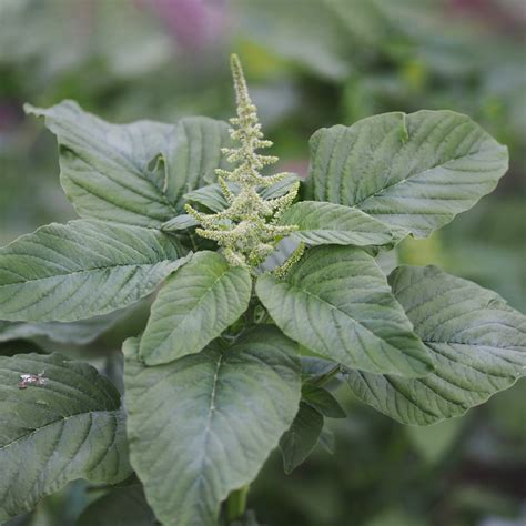 Green Amaranth Amaranthus Viridis Flower Leaf Care Uses Picturethis