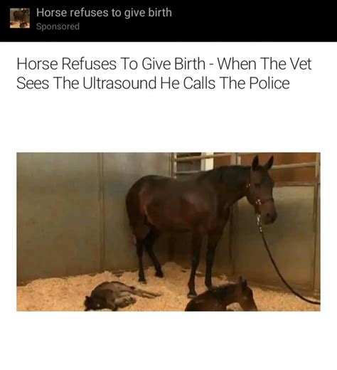 Horse Refuses To Give Birth Sponsored Horse Refuses To Give Birth
