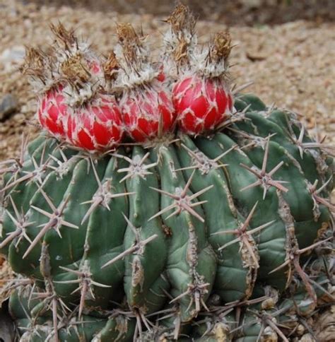 San pedro cactus grows tall and mighty and can serve as an impressive and towering ornament in any garden or green house. Klavdia Sysoeva blog about anything: Horse Crippler Cactus