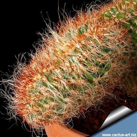 On a saucer lie the cutting carefully on its side. Orocereus celsianus cristatus