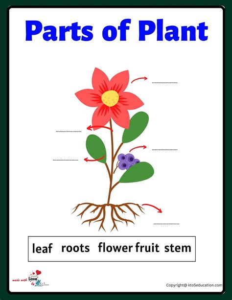 Free Parts Of Flower Plant Worksheet Free Download