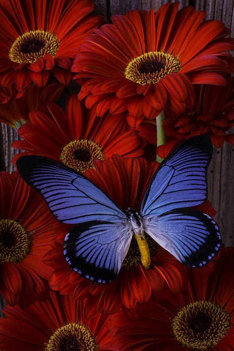 Large Blue Butterfly Photograph By Garry Gay Fine Art America