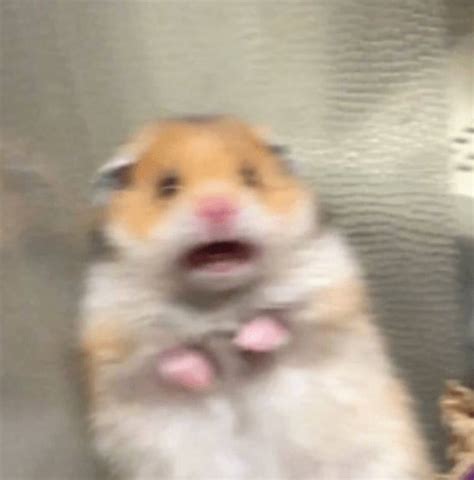 Facetime Hamster Meme Pfp For Tiktok