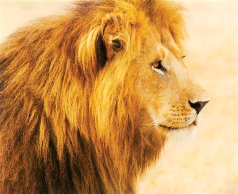 Lion Conservation Efforts Backfire | Alumni Association | University of 