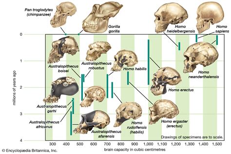 Human Evolution Evidence Consists Of Ape Human And A Mix Of The Two