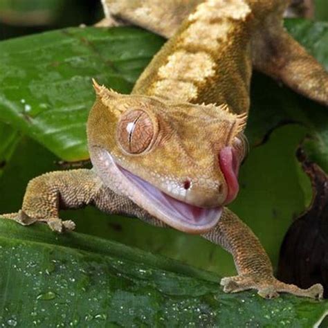What Is The Easiest Reptile To Have As A Pet Diy Seattle