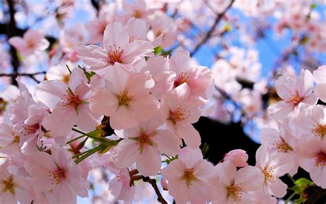 Beautiful Cherry Blossoms Wallpapers 2560x1600 1680529
