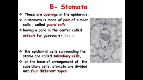 Plant Anatomy - YouTube