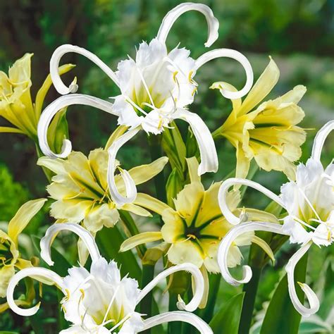 Placing sulfur powder on one's skin will result in a burning sensation accompanied by irritation, which makes it all the important as a medication in homeopathy. Flower Bulbs - Hymenocallis Peruvian Daffodil Festalis ...
