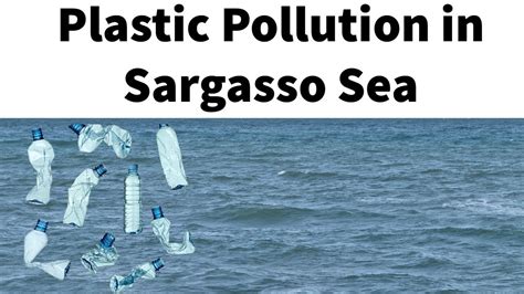 Plastic Pollution In Sargasso Sea Floating Seaweed Ruins Caribbean
