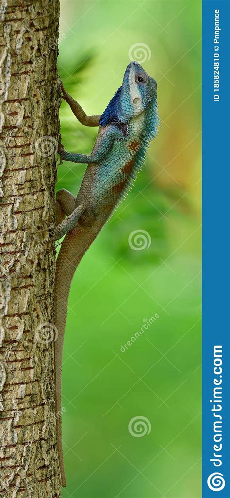 Blue Crested Lizard Color Changeable Reptile Perching On Tree Most