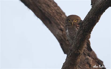 jungle owlet norra indien fågelbilder från utlandsresor galleri my world of bird
