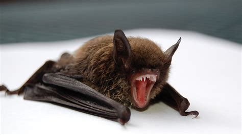 The Mysterious World Of Vampire Bats Natures Bloodsucking Night