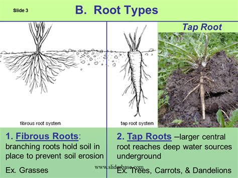 Providing more water than your cacti really need will damage the plant and cause root rotting. Plant structure adaptations and responses - Presentation ...