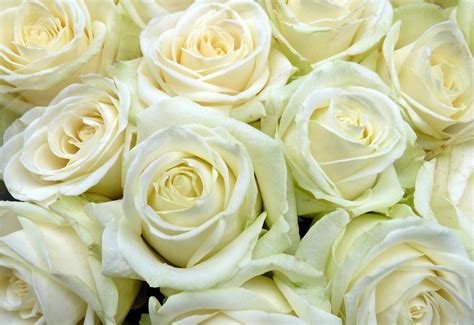 Wallpaper Mawar Putih Kuncup Bunga Banyak 1600x1100 1044198
