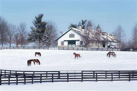 Thoroughbred Horse Farm In The Heart Of Kentucky Photograph By Nedim
