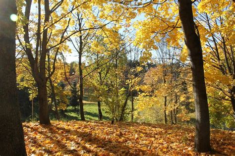 Autumn Landscape Maples With Golden Yellow Leaves Stock Image Image