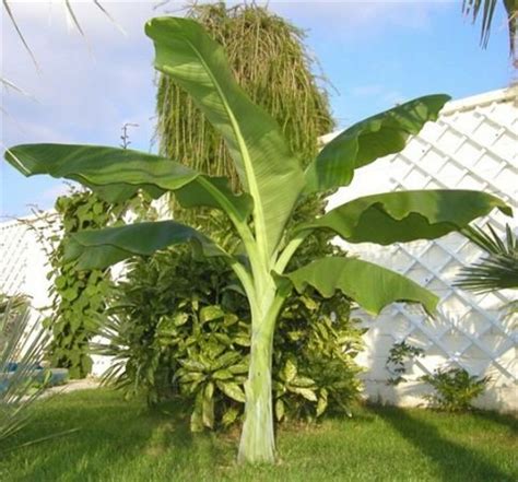 And will your climate and growing zone allow it to survive? Ensete Glaucum, Snow Banana Garden MUSA Tree Massive ...
