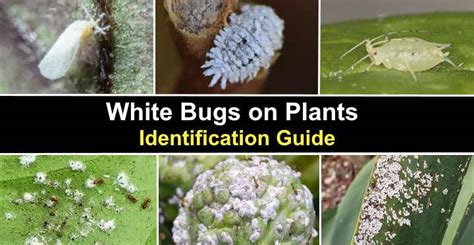 White Bugs On Plants Tiny And Small Pictures Identification And