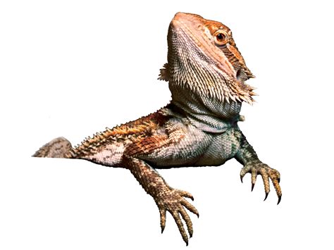 Download Bearded Dragon Transparent Image HQ PNG Image in different ...