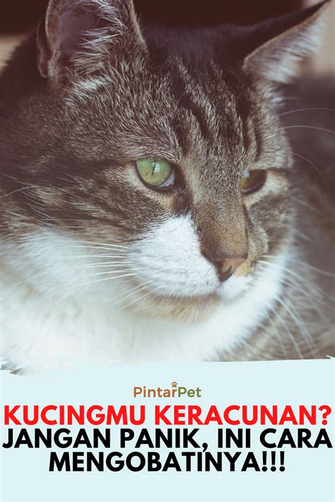 Perbedaan Kucing Betina Dan Jantan Soal Matpel