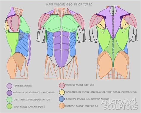 Torso Mane Muscles Groups Anatomy Back Human Anatomy Drawing