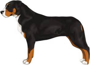 Advice from breed experts to make a safe choice. Greater Swiss Mountain Dog Information