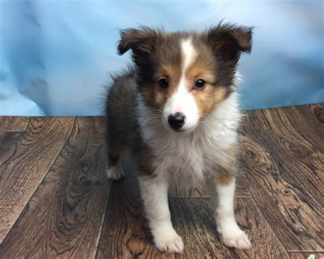 Shetland Sheepdog Puppies For Sale Canton Oh 233669