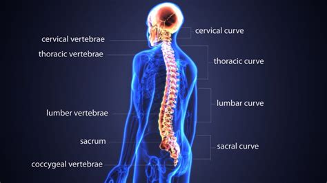 Back Information Back To Life Chiropractic