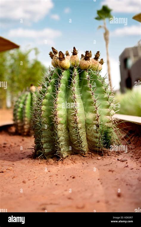 Cactus De Africa Fotografías E Imágenes De Alta Resolución Alamy