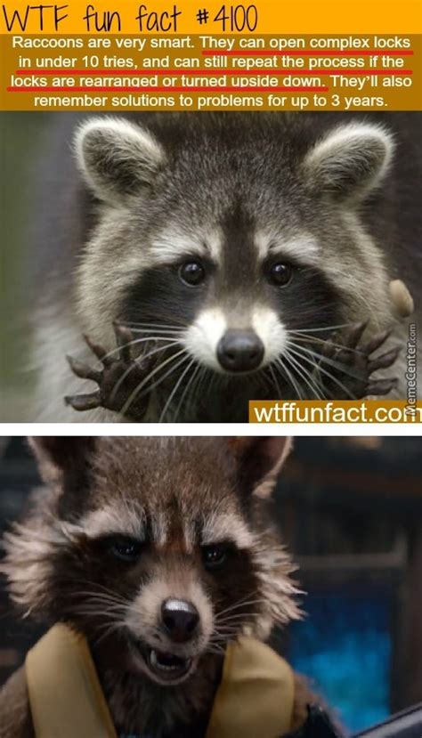 Ultimate dank memes raccoon edition #2. 19 Funny Rocket Raccoon Meme You Never Seen Before | MemesBoy