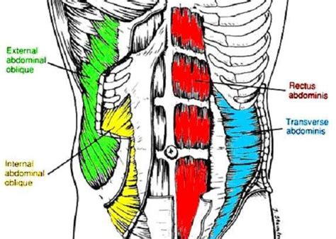 Last update may 3, 2021. Major muscle groups | Fat to Fit on a Budget