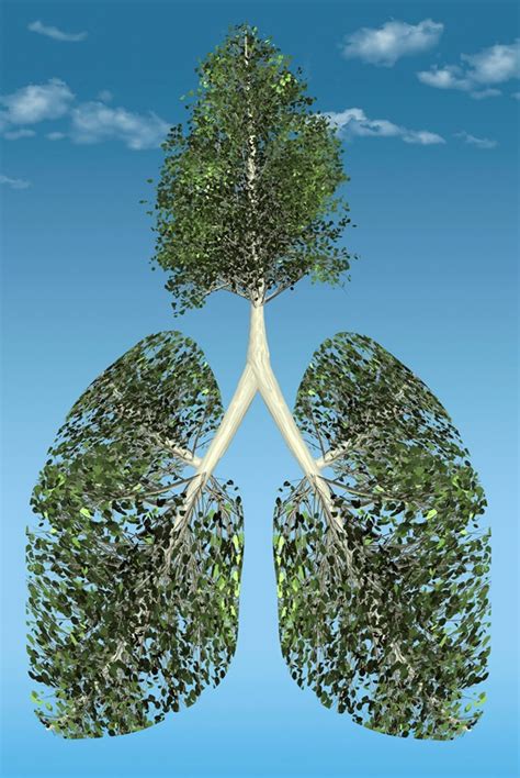 Tree growing from green lungs Stock Images