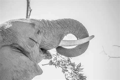 Old Bull Elephant Eating Stock Image Image Of Black 54397791