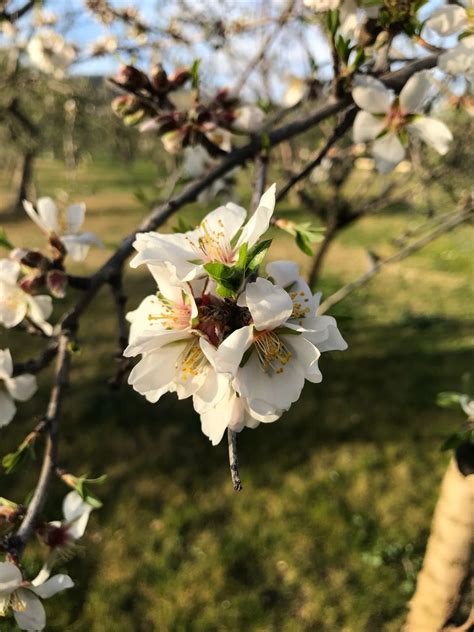 We did not find results for: Frühling / Mandelblüte / Blüte / Blühen / Garten | Garten ...