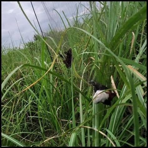 Terbaru 45+ Harga Burung Cici Sawah