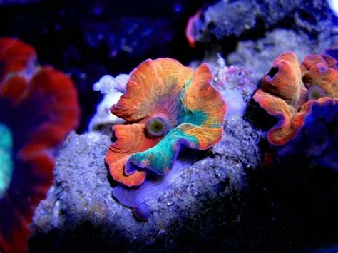 Nice Mushroom Soft Coral Saltwater Fish Tanks Coral Reef Aquarium