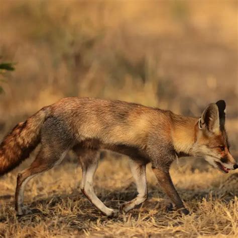 Bengal Fox Facts Diet Habitat And Pictures On Animaliabio
