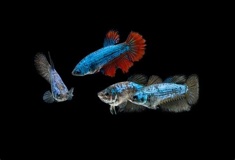 Betta fish are known to be hard and easy to care for fish. Betta Sorority Tanks: Everything You Should Know